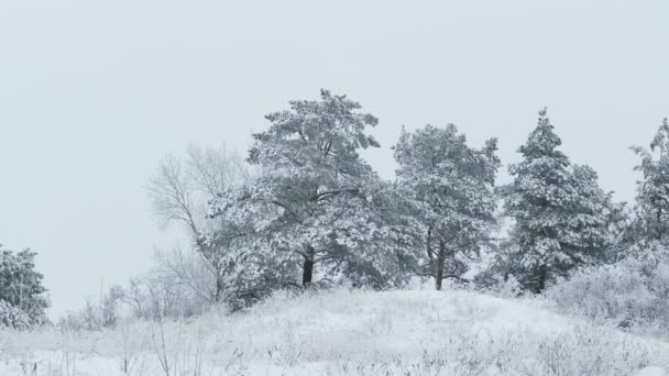 Bellezza abete inverno in albero di neve foresta selvaggia Natale nevicando — Video Stock