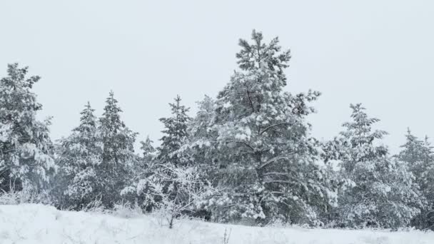 Jedle v sněhu zimní divokého lesa sněží Vánoce — Stock video