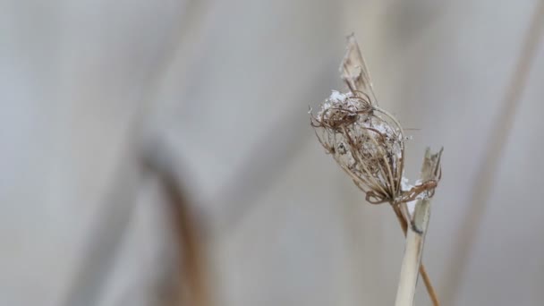 herbe sèche dans la neige branche hiver nature champ paysage vent 