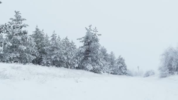 Vánoční jedle v sněhu zimní divokého lesa sněží — Stock video
