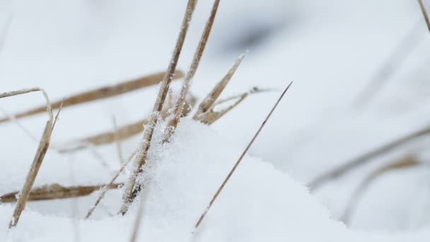 雪の冬の自然のフィールドで草を乾燥風の風景 — ストック動画