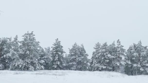 Abeto nevando em árvore de neve floresta selvagem inverno de Natal — Vídeo de Stock