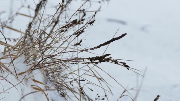 Hierba seca viento en nieve invierno naturaleza campo paisaje — Vídeos de Stock