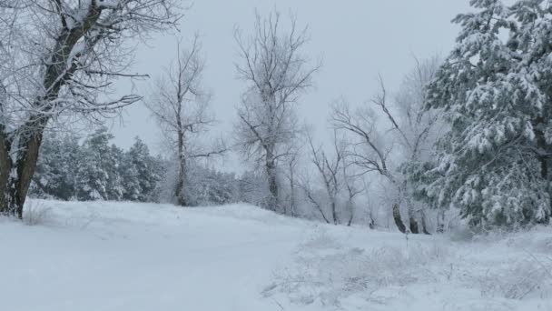 Красивий ліс дерев сніг зима природа Різдво — стокове відео