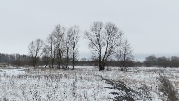 Campo con hierba y nieve muertos Rusia árboles paisaje de invierno — Vídeos de Stock