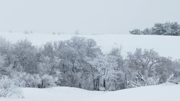 Bosque hermoso de árboles naturaleza nieve invierno navidad — Vídeos de Stock