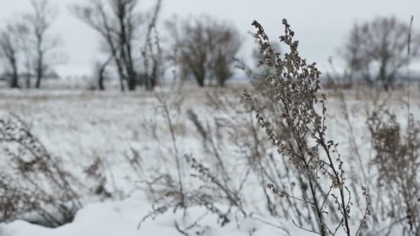 在雪场冬季自然景观的乾草 — 图库视频影像