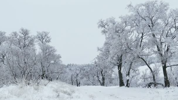 Les krásné stromy přírody zimní sněhové Vánoce