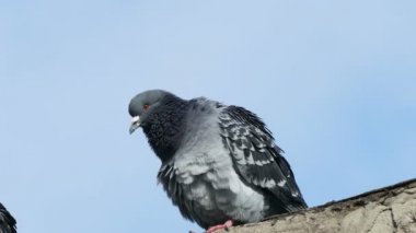 tüyler mavi gökyüzü arka plan üzerinde oturan güvercin güvercin temizler