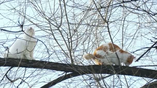 Dos gato sentado en un árbol rama — Vídeo de stock