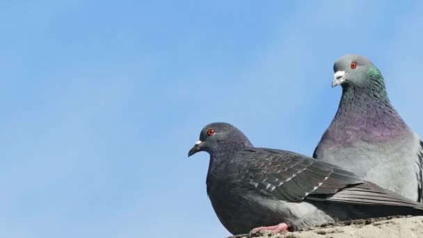 Два серых голубя секс голубя поцелуи на голубом фоне неба — стоковое видео