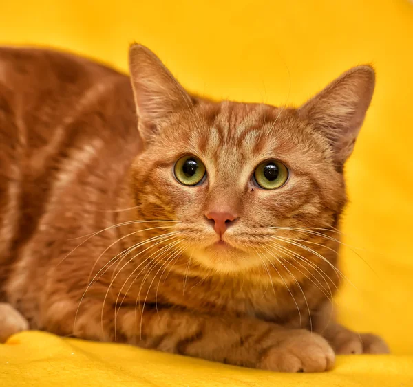 Gengibre gato tabby em um fundo amarelo — Fotografia de Stock