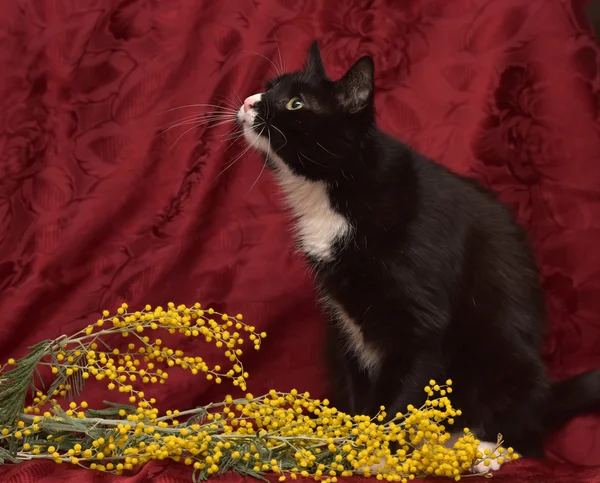 Schwarz-weiße Katze auf rotem Hintergrund mit einem Zweig von Mimosen in der Nähe. — Stockfoto