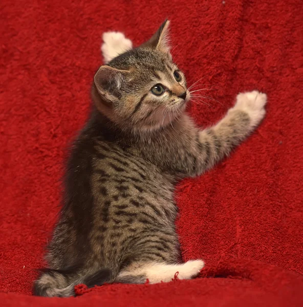 Полосатый испуганный котенок — стоковое фото