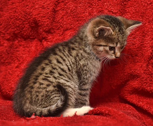 Mały kotek przestraszony paski — Zdjęcie stockowe
