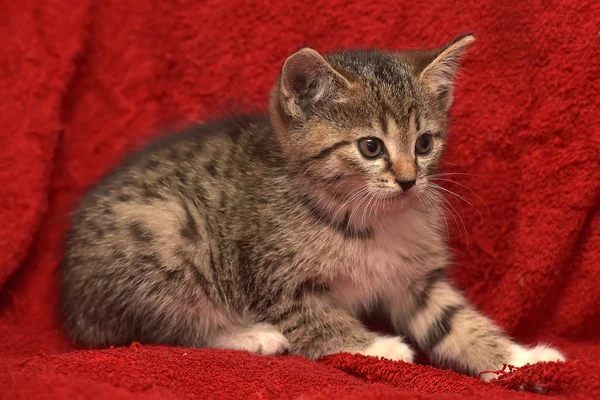 Pequeño rayado asustado gatito — Foto de Stock