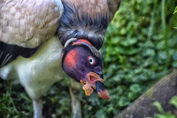 Krásný samec král sup pták — Stock fotografie