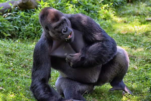 Western Lowland Gorilla — Stock Photo, Image