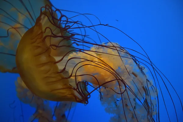 A Jelly Fish with blue background. — Stock Photo, Image