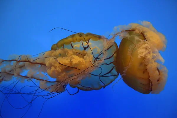 A Jelly Fish with blue background. — Stock Photo, Image