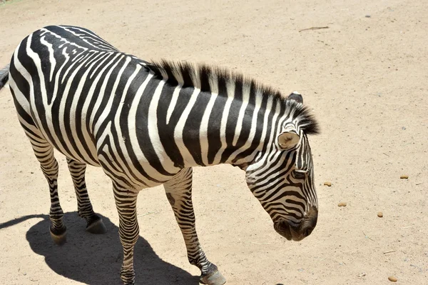 Kum Arkaplan Portresindeki Zebra — Stok fotoğraf