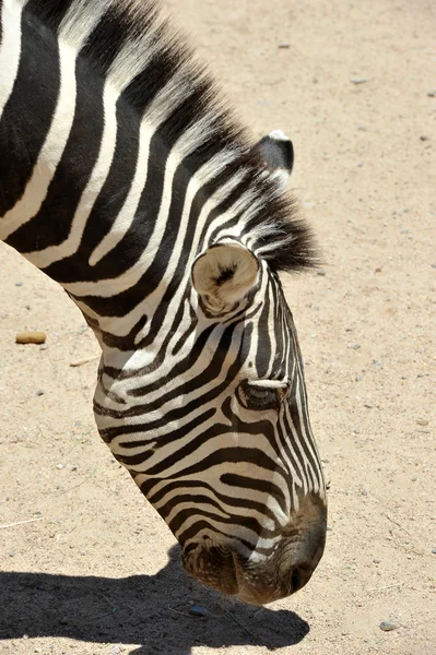 Kum Arkaplan Portresindeki Zebra — Stok fotoğraf