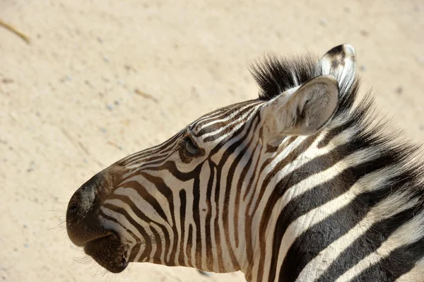 Kum Arkaplan Portresindeki Zebra — Stok fotoğraf