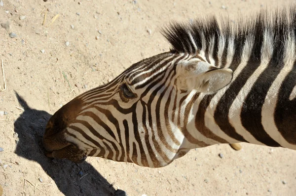 Zebra Tle Piasku Portret — Zdjęcie stockowe