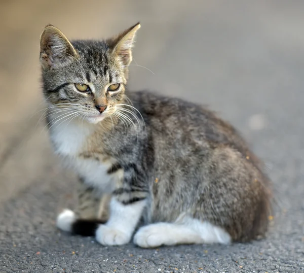 Gattino Tabby in strada sul marciapiede . — Foto Stock