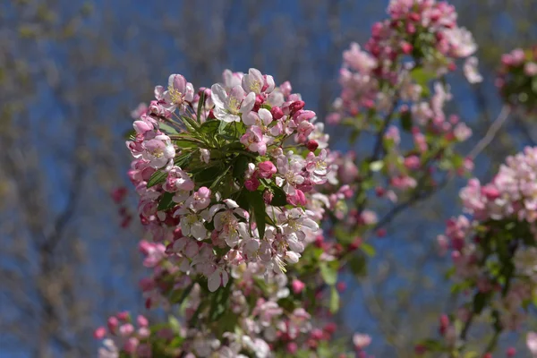Весной Можно Увидеть Цветущую Ветвь — стоковое фото