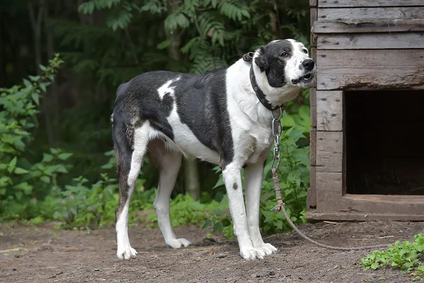Genç Siyah Beyaz Köpek Barınakta — Stok fotoğraf