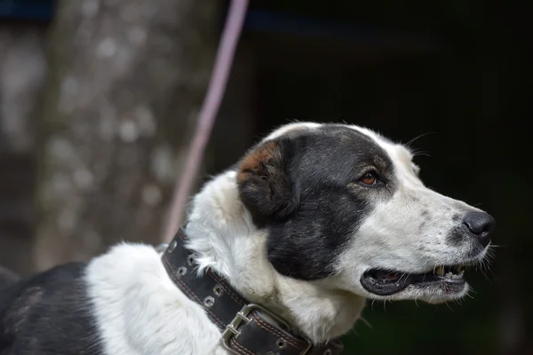 Young Black White Dog Alabay Shelter – stockfoto