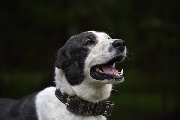 Młody Czarny Biały Pies Alabay Schronisku — Zdjęcie stockowe