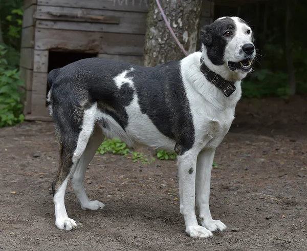 Genç Siyah Beyaz Köpek Barınakta — Stok fotoğraf