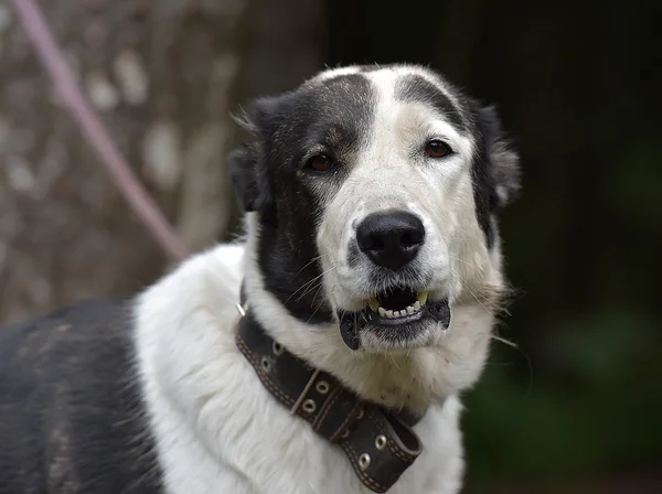 Junger Schwarz Weißer Hund Alabay Tierheim — Stockfoto