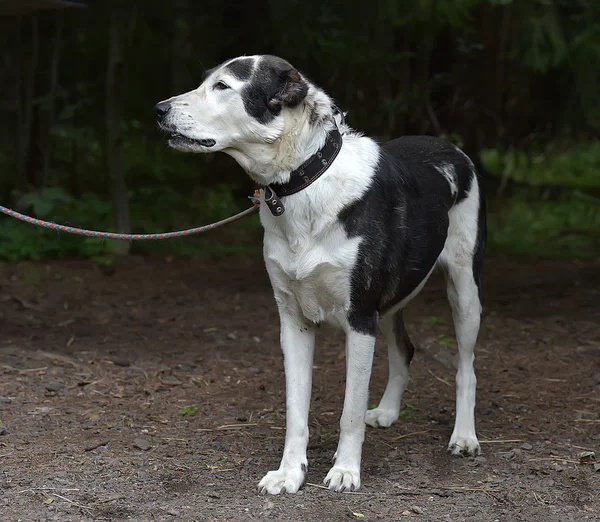 Jong Zwart Wit Hond Alabay Schuilplaats — Stockfoto