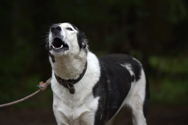 Genç Siyah Beyaz Köpek Barınakta — Stok fotoğraf