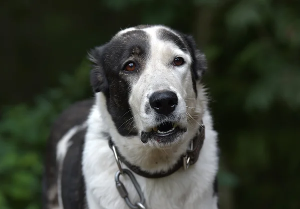 Junger Schwarz Weißer Hund Alabay Tierheim — Stockfoto