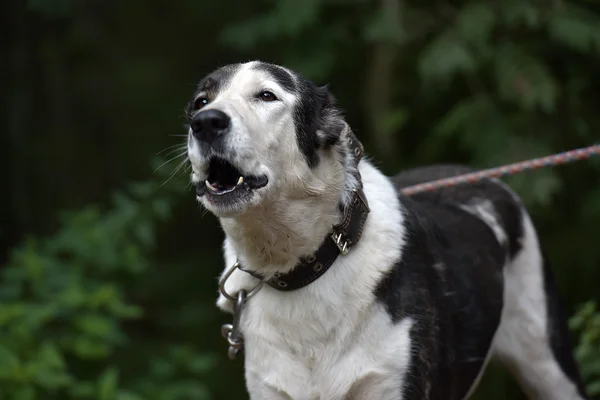 Genç Siyah Beyaz Köpek Barınakta — Stok fotoğraf