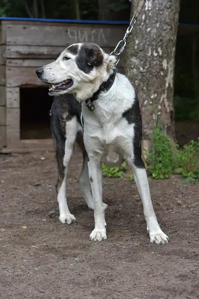 Jong Zwart Wit Hond Alabay Schuilplaats — Stockfoto