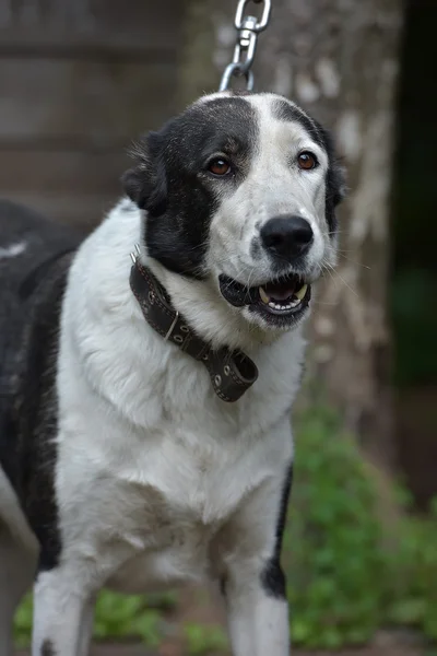 Ung Svart Och Vit Hund Alabay Skyddsrummet — Stockfoto