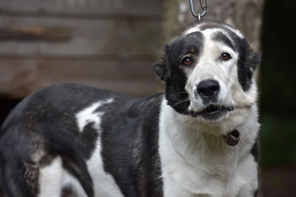 Ung Svart Och Vit Hund Alabay Skyddsrummet — Stockfoto