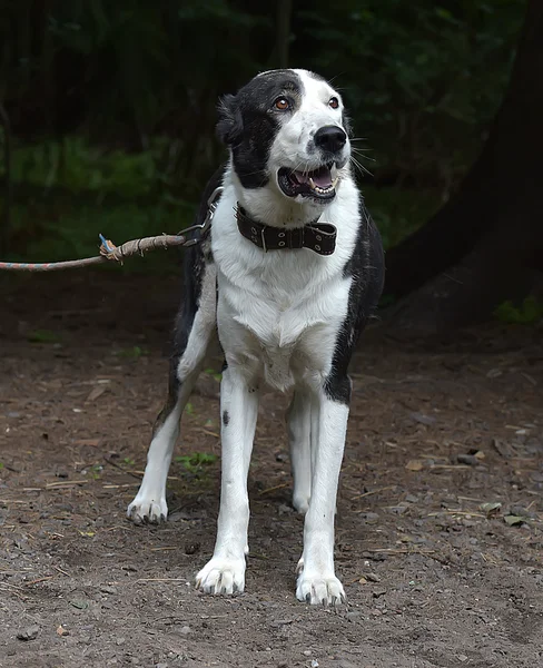 Genç Siyah Beyaz Köpek Barınakta — Stok fotoğraf