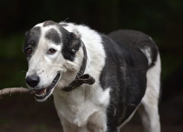 Jovem Cão Preto Branco Alabay Abrigo — Fotografia de Stock