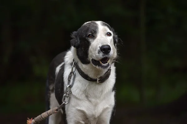 Young Black White Dog Alabay Shelter – stockfoto