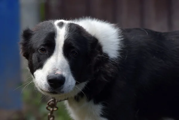 Genç Siyah Beyaz Köpek Barınakta — Stok fotoğraf