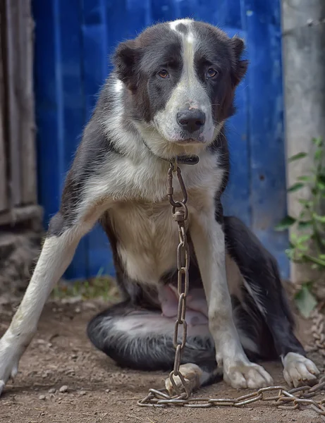 Jovem Cão Preto Branco Alabay Abrigo — Fotografia de Stock