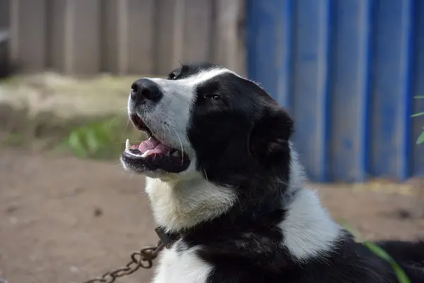 Genç Siyah Beyaz Köpek Barınakta — Stok fotoğraf