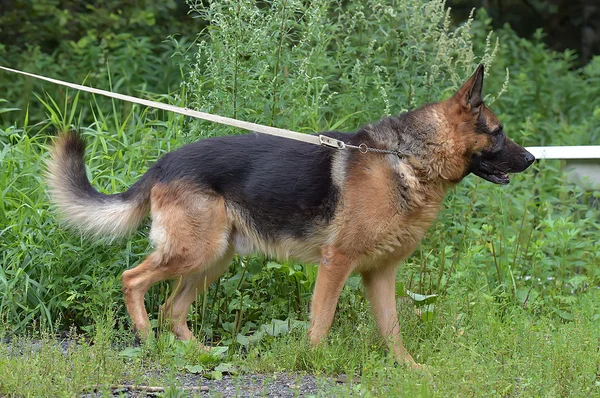 Duitse Herder Zomer Een Achtergrond Van Groen Gras — Stockfoto