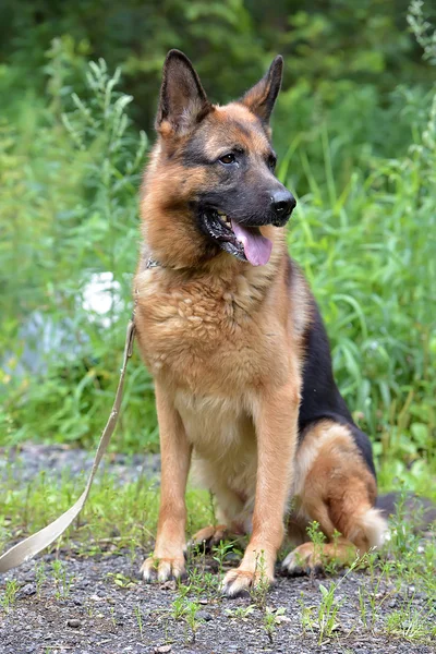 German Shepherd Summer Background Green Grass — Stock Photo, Image